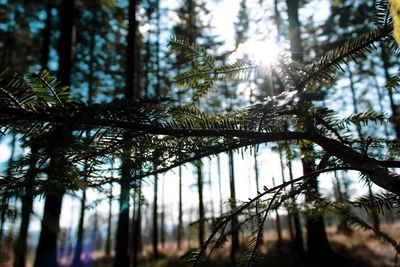 Low angle view of pine trees in forest