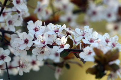 Close up of fruit flowers in the earliest springtime