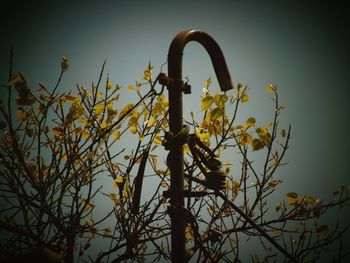 Low angle view of plant against clear sky
