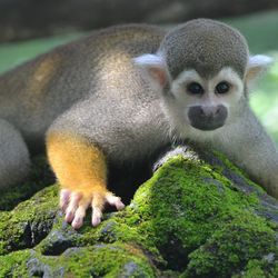 Close-up portrait of a monkey