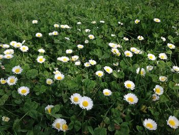 High angle view of white daisy flowers on field