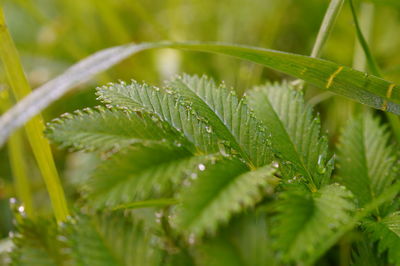 Close-up of wet leaves