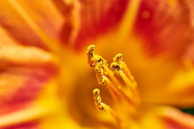 Close-up of yellow flowering plant