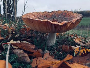 Close-up of mushroom growing on field