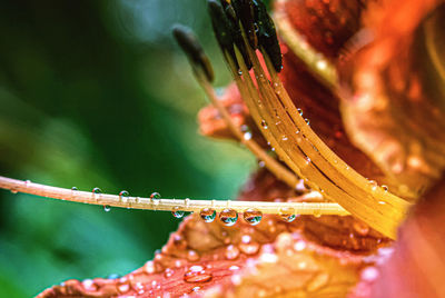 Close-up of wet plant