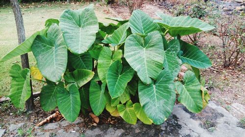 High angle view of green plant