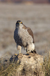 Close-up of a bird perching on a land