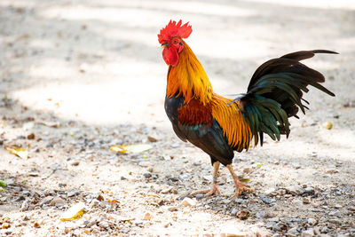 View of a bird on a land