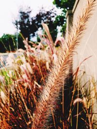 Close-up of plant growing on field