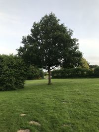 Trees on field against sky