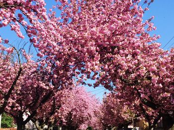 Low angle view of pink flower tree against sky