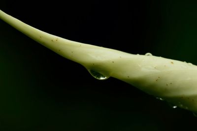 Close-up of water over black background