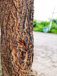 Close-up of tree trunk