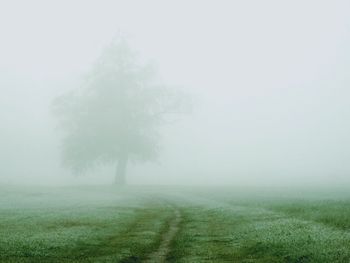 Scenic view of grassy field in foggy weather