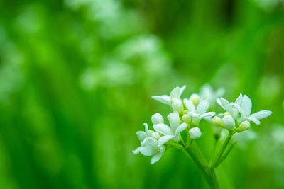 Close-up of white flowering plant