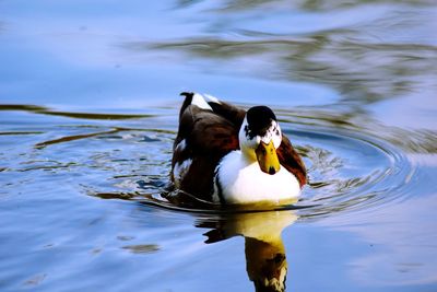 Close-up of swan swimming in lake