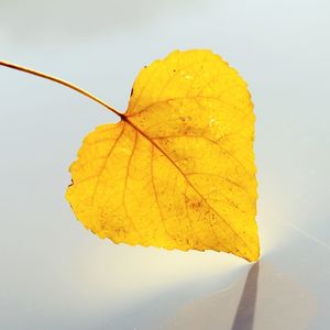 Close-up of yellow leaf against white background