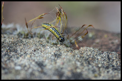 Close-up of insect