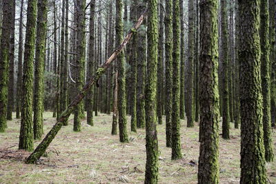 Mossy trees in forest