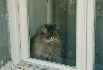 Longhair fluffy cat staring through window