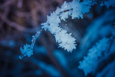 Close-up of frozen plant
