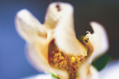 Close-up of yellow flower