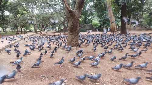High angle view of birds perching on ground