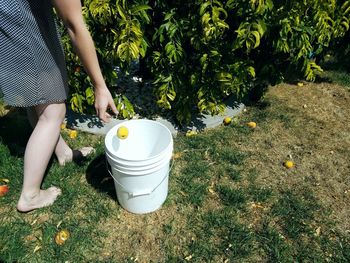 Low section of woman putting peach in container on field