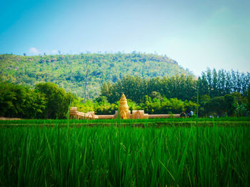 Scenic view of field against clear sky