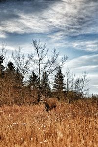 Horse grazing on field against sky