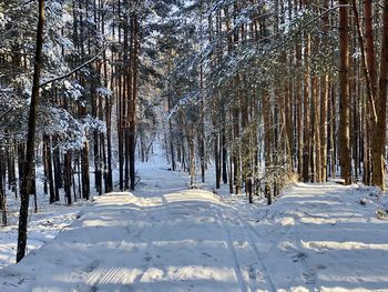 Snow covered land amidst trees in forest