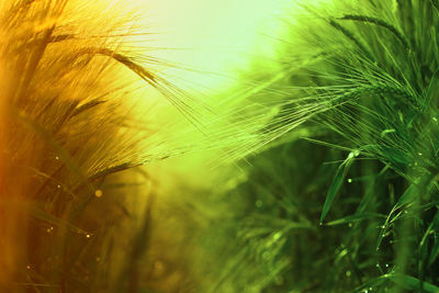 Close-up of wheat plants growing on field