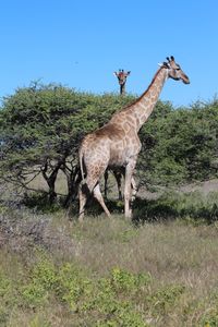 Giraffe in park against clear sky