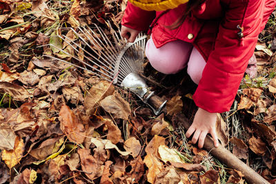 The rake lies on a pile of fallen leaves. children's hands take a rake. seasonal garden work. 