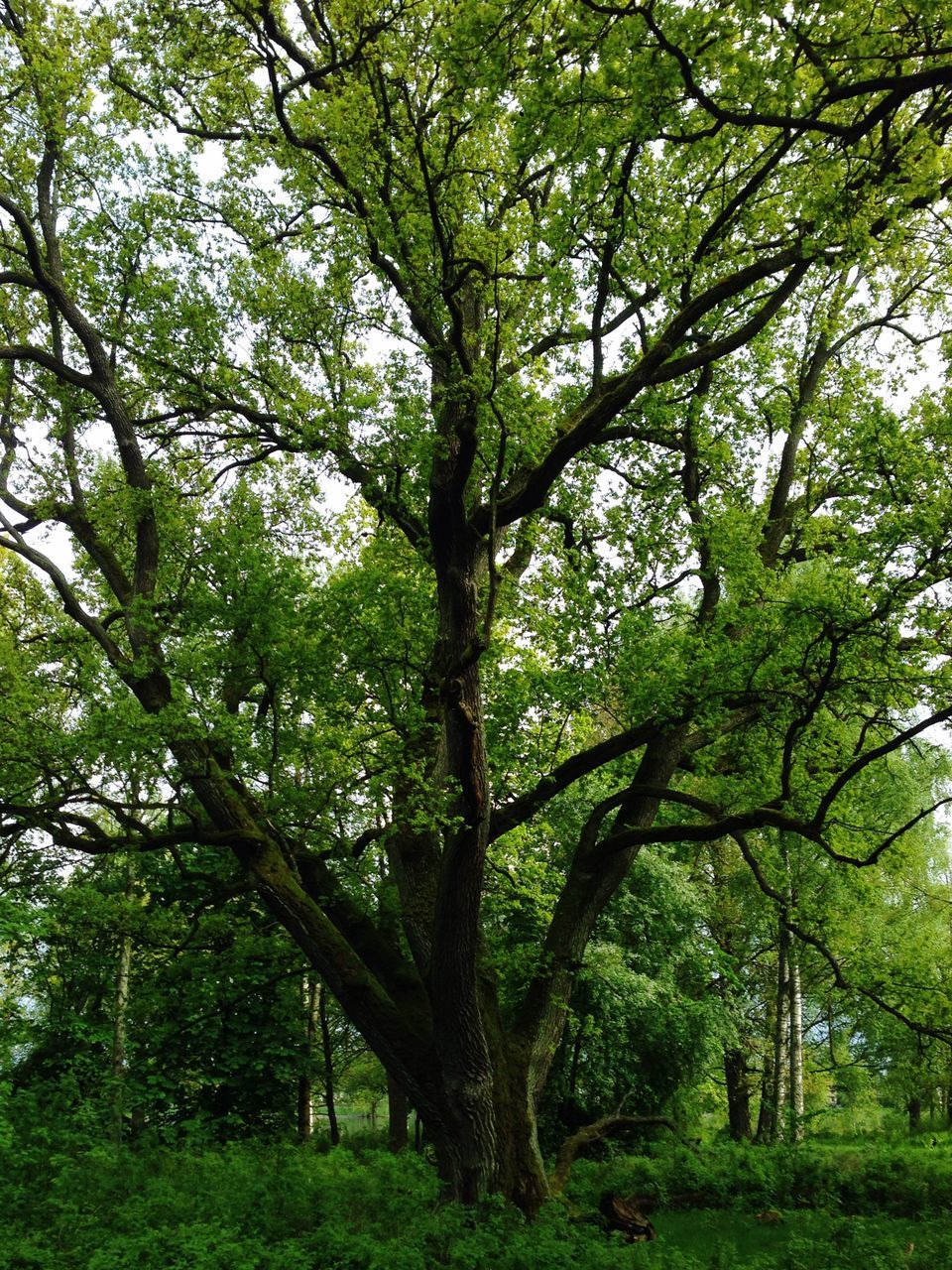 tree, growth, green color, branch, tranquility, tree trunk, nature, beauty in nature, tranquil scene, forest, scenics, lush foliage, green, low angle view, day, grass, outdoors, no people, idyllic, non-urban scene