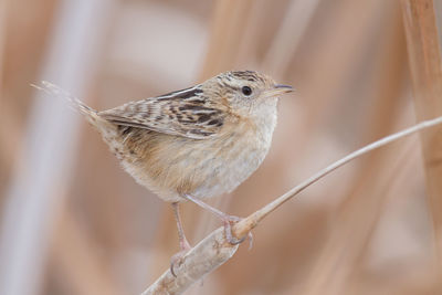 Side view close-up of sparrow perching on branch