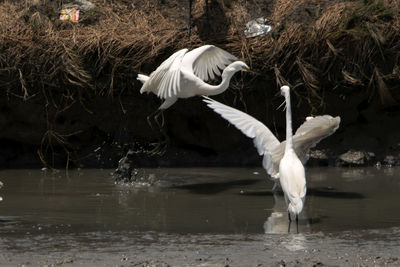 White egrets stick around in the wet land