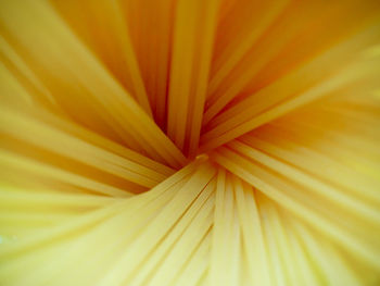 Full frame shot of yellow flower