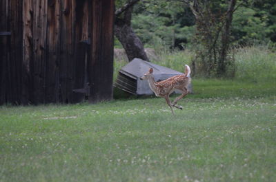 View of a bird on field