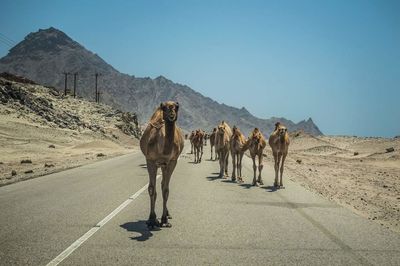 Full length of camels on landscape against sky