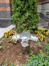 Plants growing by wall in yard against building