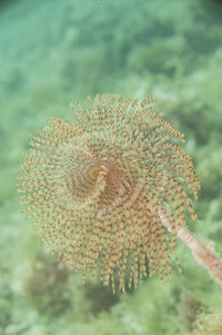 Close-up of insect on sea plant