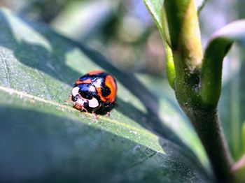 Close-up of ladybug on leaf