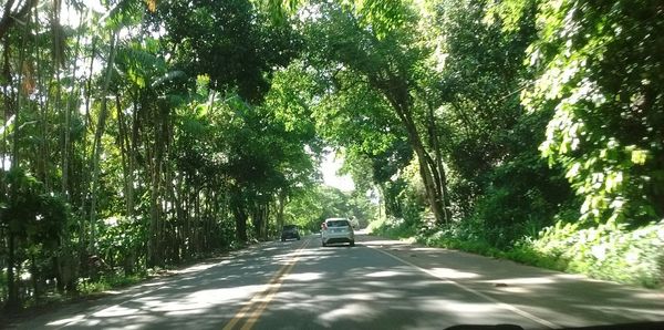 Road amidst trees