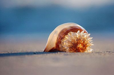 Close-up of seashell at beach