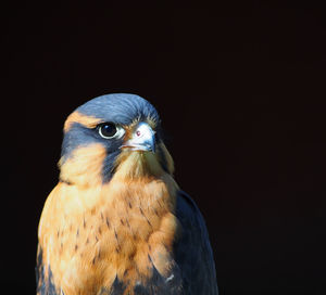 Close-up hawk looking away