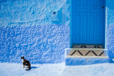 Cat sitting against blue house
