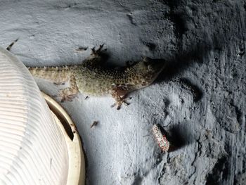 High angle view of a lizard on rough surface