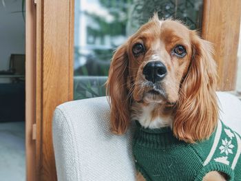 Close-up portrait of dog relaxing at home