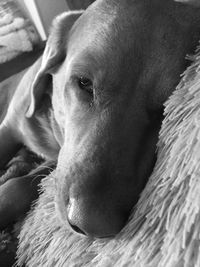 Close-up portrait of dog relaxing at home